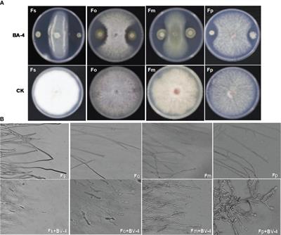 Characterization of Bacillus amyloliquefaciens BA-4 and its biocontrol potential against Fusarium-related apple replant disease